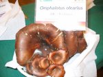 omphalotus olearius
